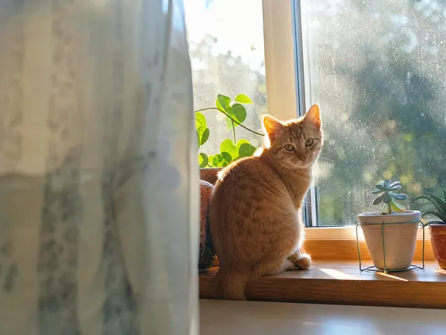 窗台橘猫上榜，宠物赛道今天的相关推荐作品图